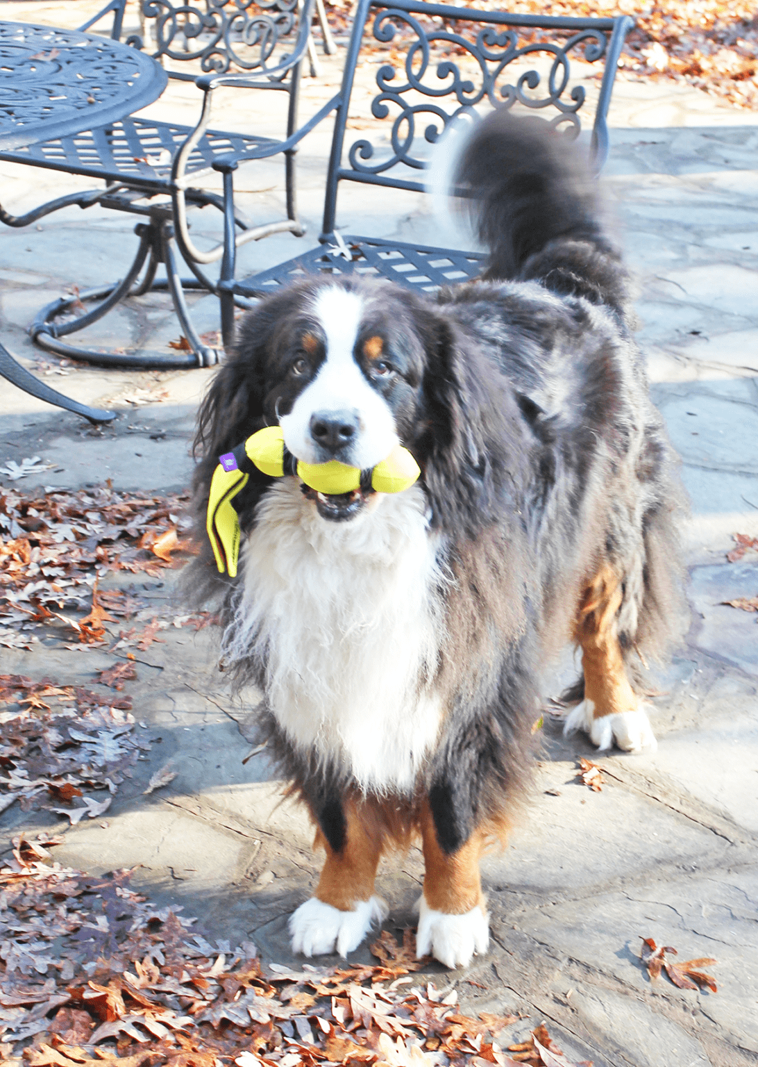Picture of How To Calm An Anxious Dog: Be Predictable - Whole Dog Journal