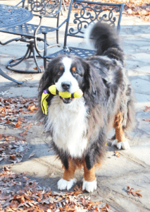 dog with ball in mouth