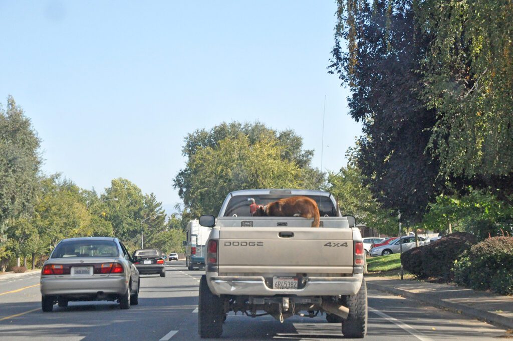 dog on back of truck