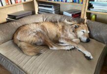 dog sleeping on dog bed