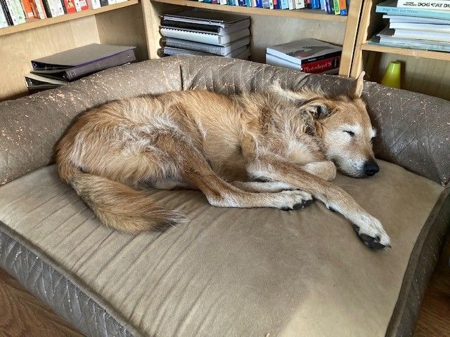 dog sleeping on dog bed