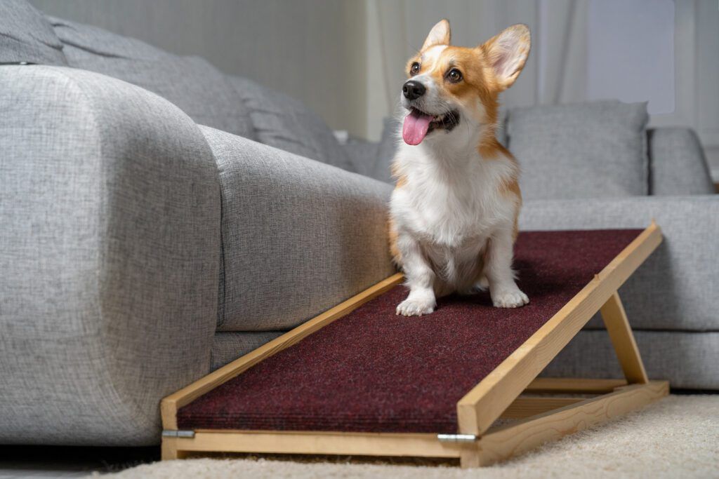 Are Dog Ramps Worth It? - We Break Down the Value & Benefits