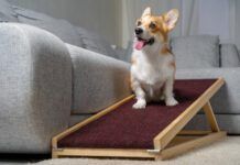 dog ramp