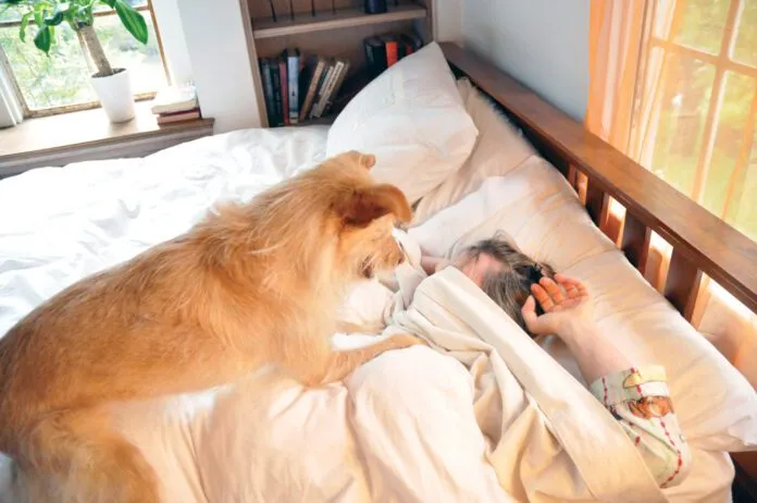 dog_waking-person Predictavbility is the best way to calm an anxious dog.
