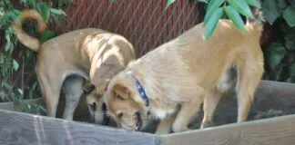 dogs digging