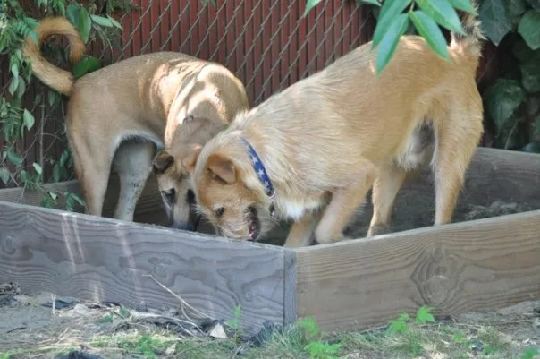 dogs digging