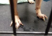 long dog nails
