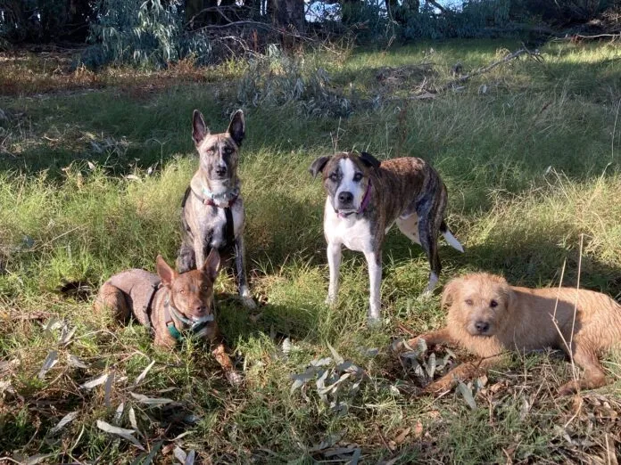 dogs walking off leash