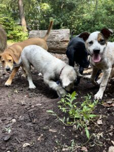 puppies digging