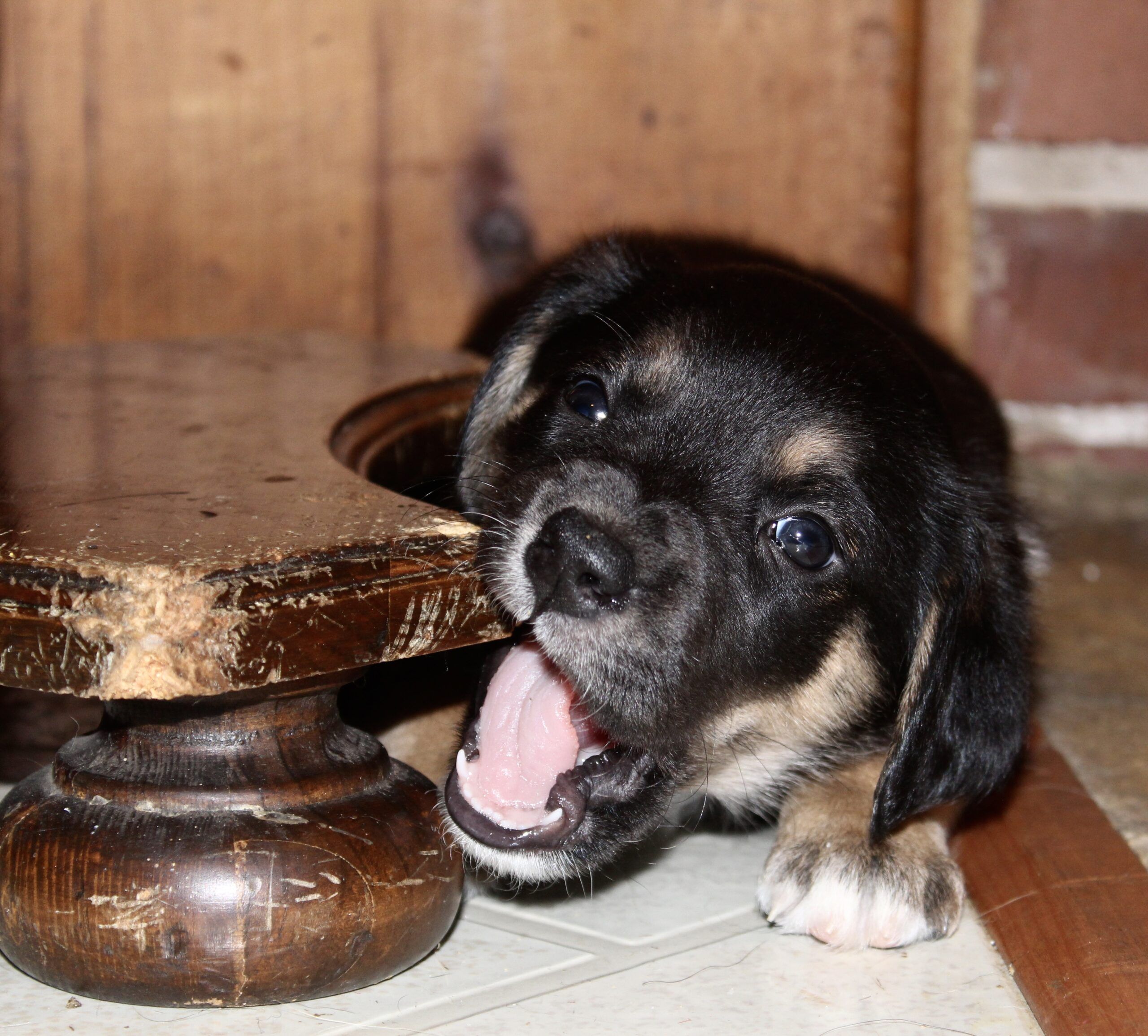 Guide Dogs encourages enrichment to boost dog mental health