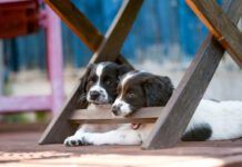 Puppies usually stop teething around seven months of age. They chew on everything until they do.