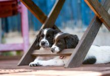 Naughty young spaniel puppy testing its teeth on chewing garden chair as it relaxes under it in the shade out of the sun with its companion