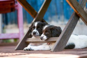 Naughty young spaniel puppy testing its teeth on chewing garden chair as it relaxes under it in the shade out of the sun with its companion