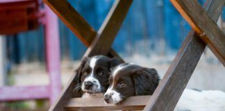 Naughty young spaniel puppy testing its teeth on chewing garden chair as it relaxes under it in the shade out of the sun with its companion