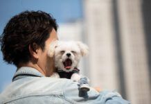 dog yawning