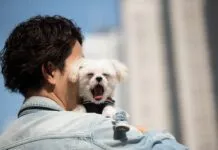 dog yawning