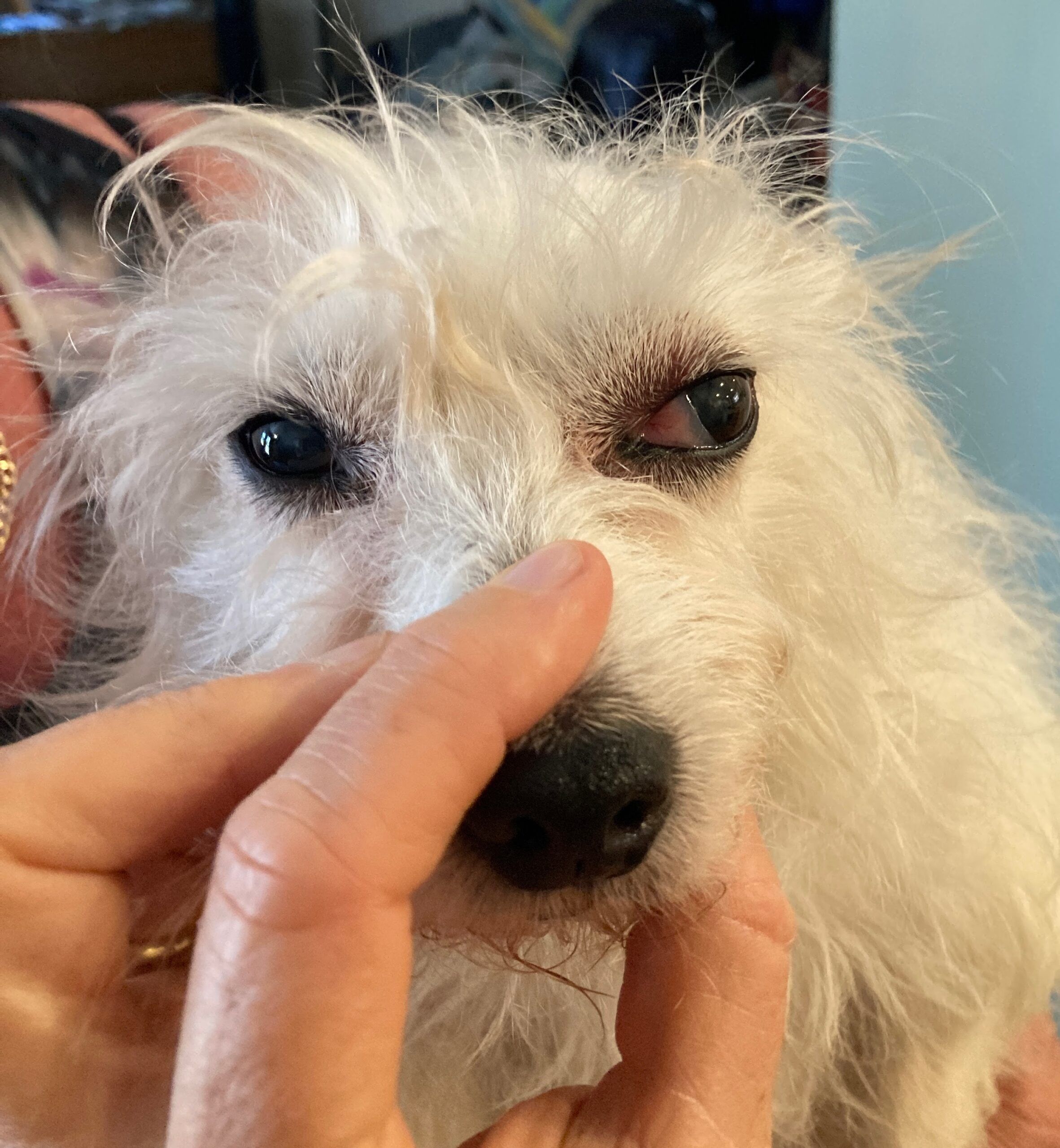 What Can Cause Bulging Eyes In Dogs Infoupdate