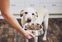 Dog waiting for feeding