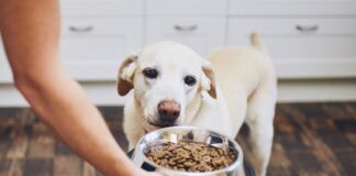 Dog waiting for feeding