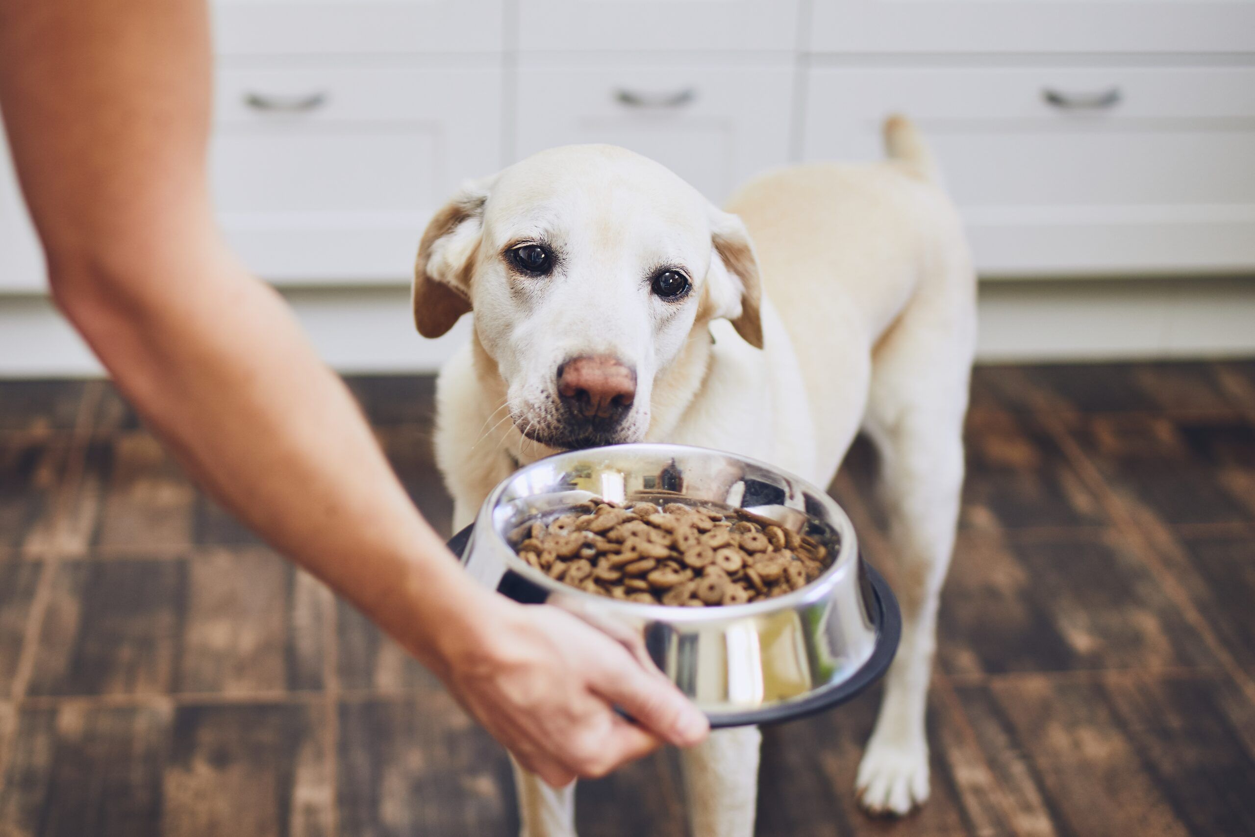 Do I Need a Dog Feeding Schedule? - Whole Dog Journal