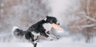 Black and white border collie catches a frisbee drive