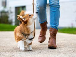 How to Walk Your Dog eBook from Whole Dog Journal