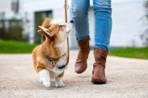 How to Walk Your Dog eBook from Whole Dog Journal