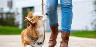 How to Walk Your Dog eBook from Whole Dog Journal