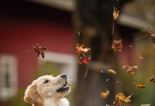 Blastomycosis in dogs is a fungal infection, often affecting the respiratory tract.