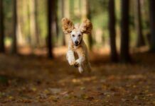 Dog Running On Field