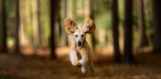 Dog Running On Field