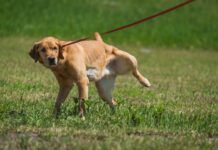 Yellow Labrador retriever dog lifting leg to urinate in a grassy field