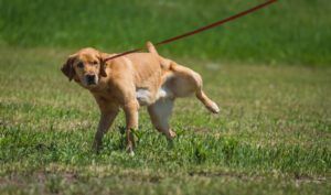 Yellow Labrador retriever dog lifting leg to urinate in a grassy field