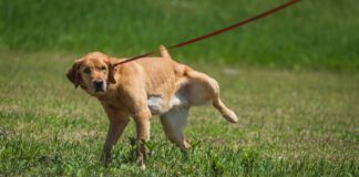 Yellow Labrador retriever dog lifting leg to urinate in a grassy field