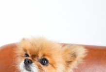 Alopecia in Dogs