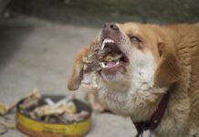 dog eating chicken bones