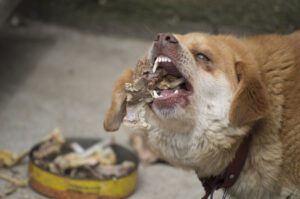 dog eating chicken bones