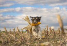Dog running over harvested corn field in front of clouds.
