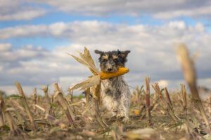Dog running over harvested corn field in front of clouds.