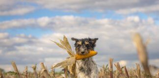 Dog running over harvested corn field in front of clouds.