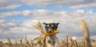 Dog running over harvested corn field in front of clouds.