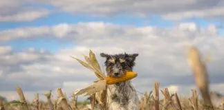Dog running over harvested corn field in front of clouds.