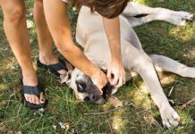 Help a choking dog with the Heimlich and other maneuvers to clear the throat.
