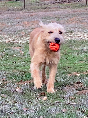 dog running with ball in mouth