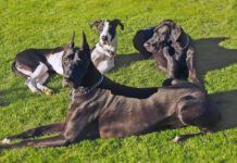 Some people cropped dogs ears to prevent injury in working breeds.