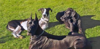 Group Great Dane relaxing on grass