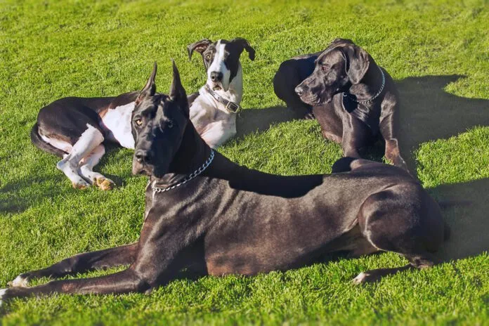 Group Great Dane relaxing on grass Some people cropped dogs ears to prevent injury in working breeds.
