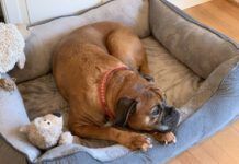 A boxer dog in its bed