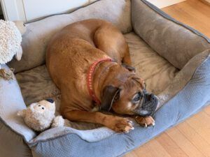 A boxer dog in its bed