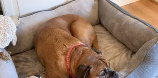 A boxer dog in its bed